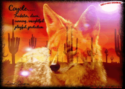Coyote