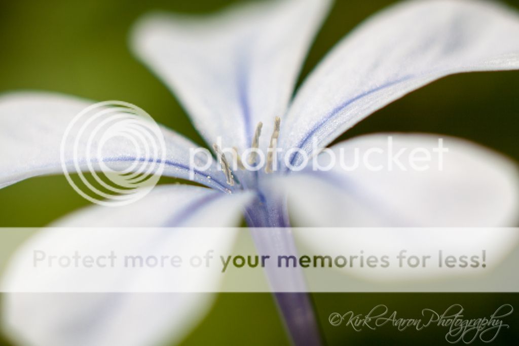 IMAGE: http://i486.photobucket.com/albums/rr224/Beefer518/Camera%20stuff/blue-flower_zps3c0e9428.jpg