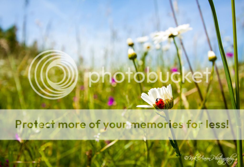 IMAGE: http://i486.photobucket.com/albums/rr224/Beefer518/Camera%20stuff/ladybug-sml_zpsf143248a.jpg