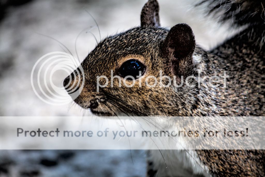 IMAGE: http://i486.photobucket.com/albums/rr224/Beefer518/Camera%20stuff/sq-100-bump_zps7ef750f6.jpg