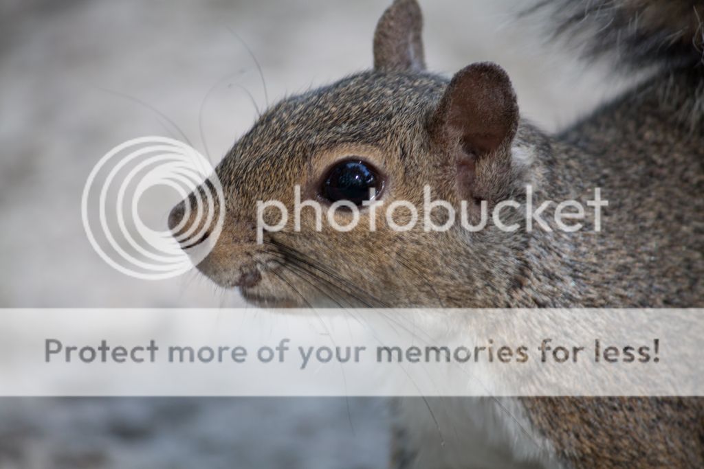 IMAGE: http://i486.photobucket.com/albums/rr224/Beefer518/Camera%20stuff/sq-sooc_zpsaab32aa8.jpg