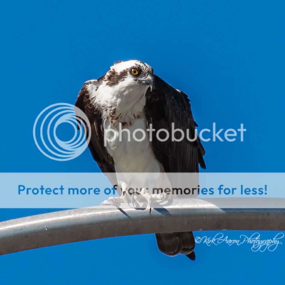 IMAGE: http://i486.photobucket.com/albums/rr224/Beefer518/wfuller%20121313/121913/osprey1_zps9d958cca.jpg