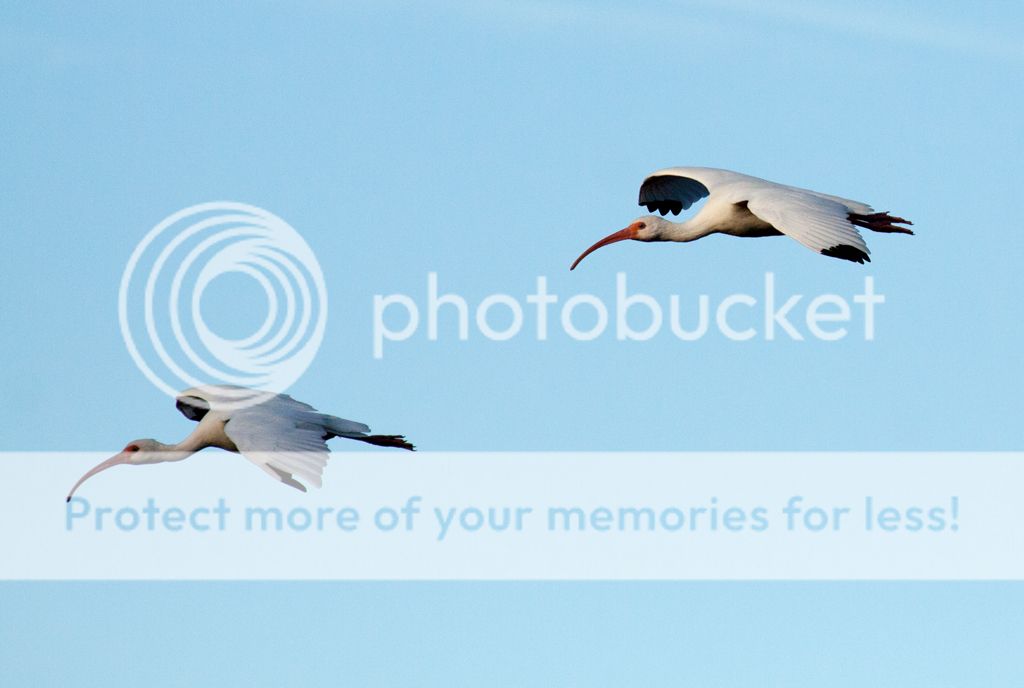 IMAGE: http://i486.photobucket.com/albums/rr224/Beefer518/wfuller%20121313/BIF_zps3e9276f2.jpg