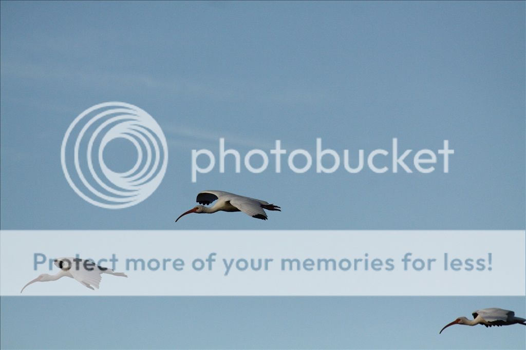 IMAGE: http://i486.photobucket.com/albums/rr224/Beefer518/wfuller%20121313/IMG_0406_IJFR_1024_zpsf2a65b2e.jpg