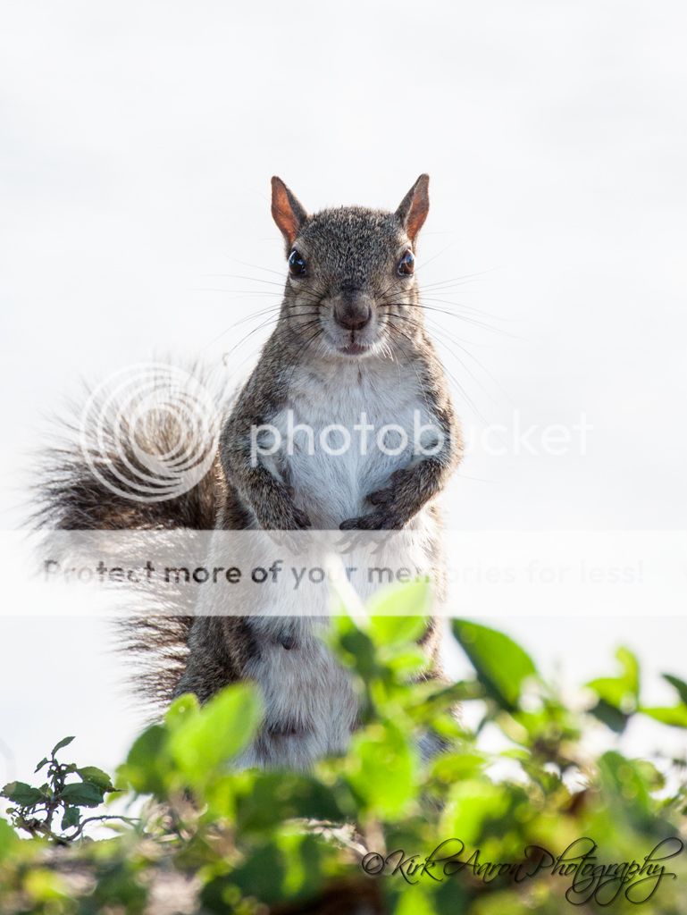 IMAGE: http://i486.photobucket.com/albums/rr224/Beefer518/wfuller%20121313/Squirrel_zps8fb770ac.jpg