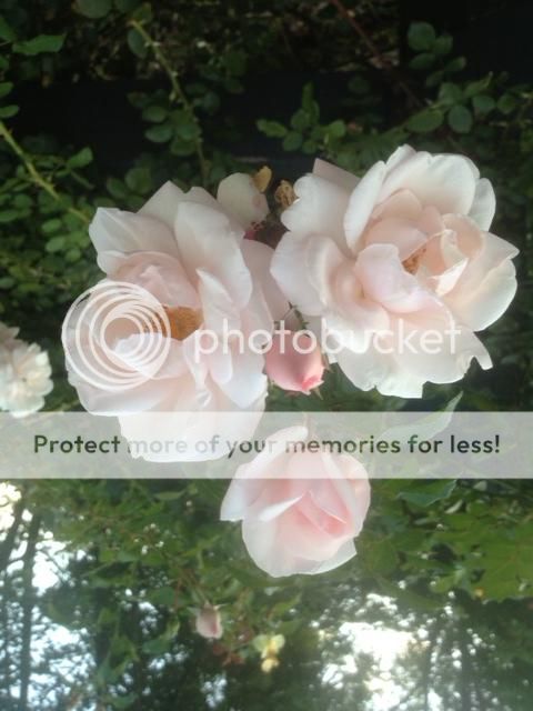 photo biltmorerose1.jpg