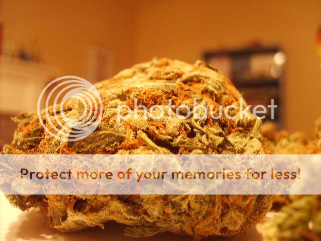 Posted Image