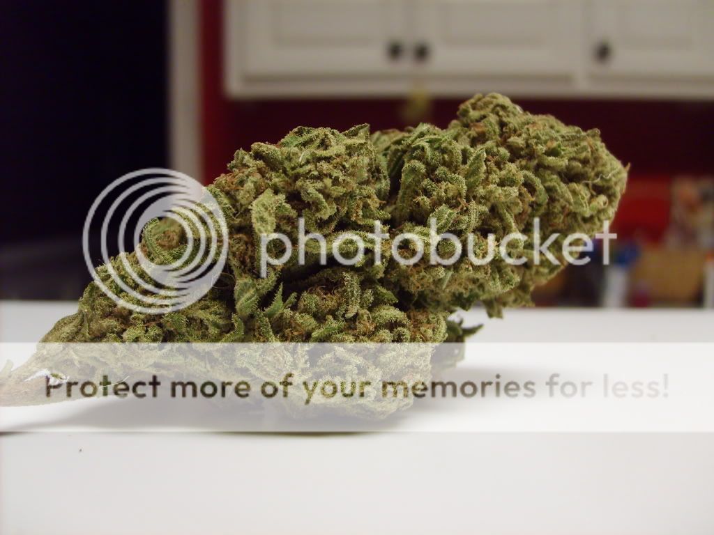 Candy Apple Kush Grasscity Forums The 1 Marijuana Community Online
