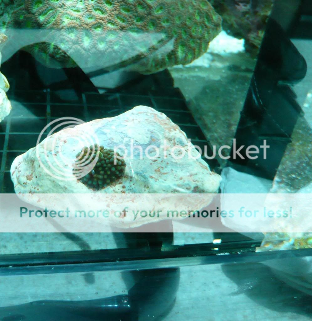 How to mount a Corallimorpharian Reef Central Online Community