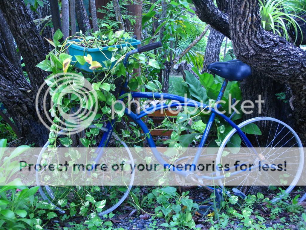 Garden Decor Photo by travelingbabe | Photobucket