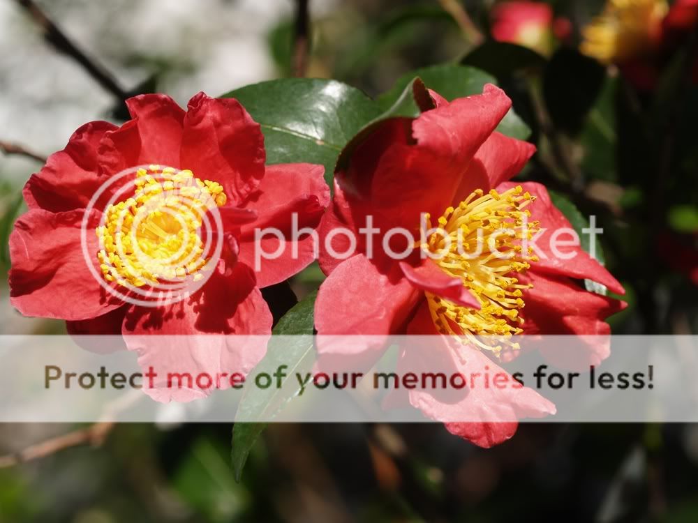 camellia